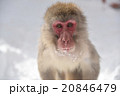 旭山動物園　ニホンザル 20846479