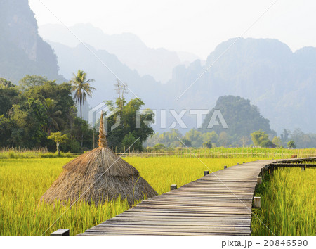Path in rice fields farm 20846590