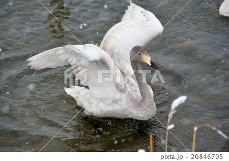 白鳥 20846705