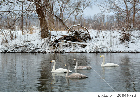 白鳥 20846733