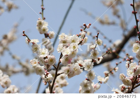 春光に映える梅の花 春光に映える梅の花 20846775