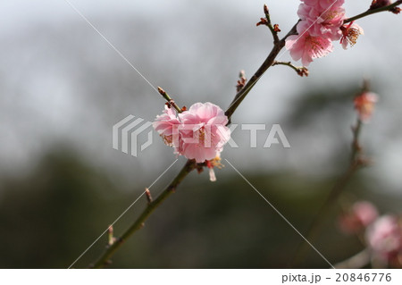 春光に映える梅の花 春光に映える梅の花 20846776