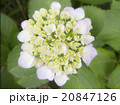 紫陽花 20847126