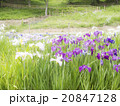 菖蒲園 20847128