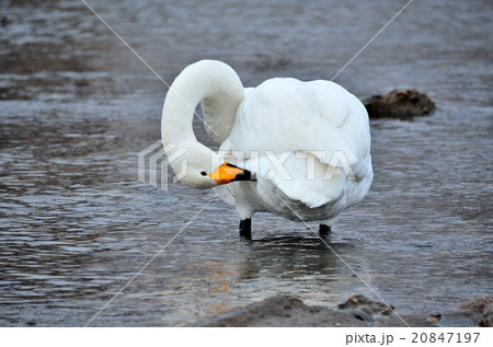 白鳥 20847197