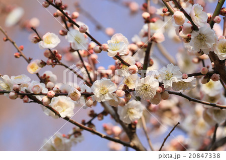 梅の花(内裏) 梅の花(内裏) 20847338