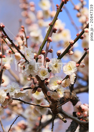 梅の花（内裏） 20847339