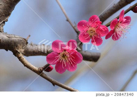 梅の花(夏衣) 梅の花(夏衣) 20847340