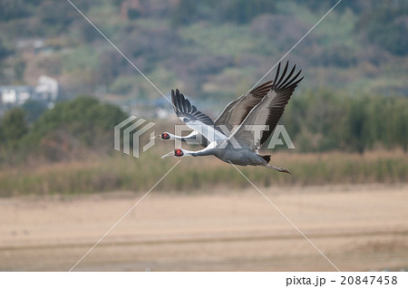 飛翔する出水のマナヅル 飛翔する出水のマナヅル 20847458