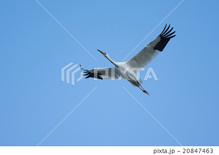 迷鳥ソデグロヅルの飛翔 20847463