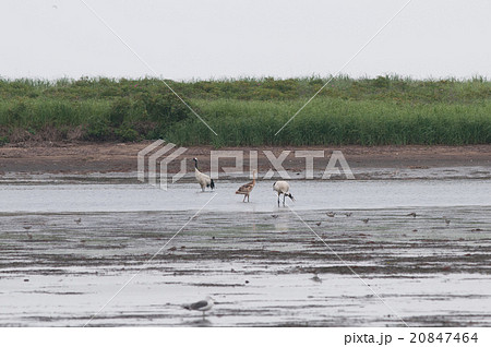道東で出会ったタンチョウ親子 道東で出会ったタンチョウ親子 20847464