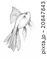 Original pencil drawing by the fish. 20847843