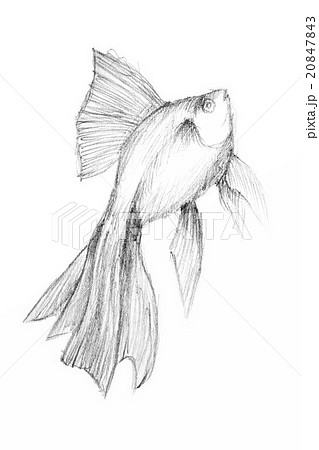 Original pencil drawing by the fish. Original pencil drawing by the fish. 20847843