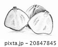 Pencil drawing by the bush pumpkin or squash 20847845