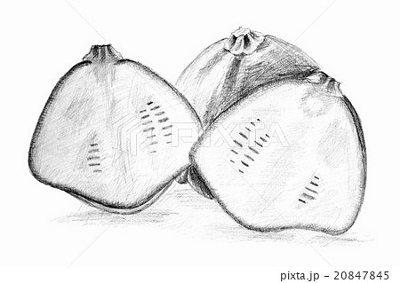 Pencil drawing by the bush pumpkin or squash 20847845