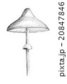 Original pencil drawing by the mushroom. 20847846