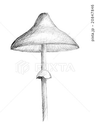 Original pencil drawing by the mushroom. 20847846