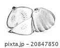 Pencil drawing by the bush pumpkin or squash 20847850