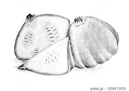 Pencil drawing by the bush pumpkin or squash 20847850