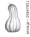 Pencil drawing by the bush pumpkin or squash 20847851