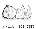 Pencil drawing by the bush pumpkin or squash 20847853