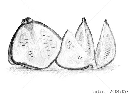 Pencil drawing by the bush pumpkin or squash 20847853