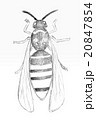 Original pencil drawing by the wasp. 20847854