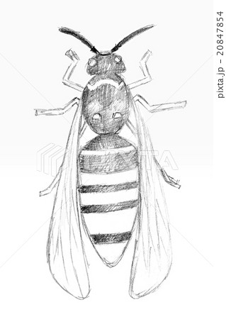 Original pencil drawing by the wasp. Original pencil drawing by the wasp. 20847854