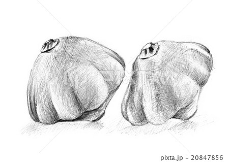 Original pencil drawing by the bush pumpkin. Original pencil drawing by the bush pumpkin. 20847856