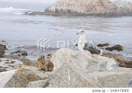 動物：カリフォルニアジリス04(セグロカモメ)＠17 Mile Dr.＞CA＞ USA 20847899