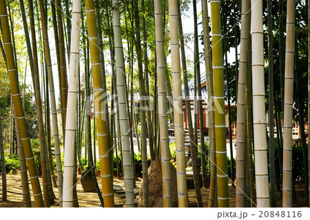 お寺の竹林2月の景色・奈良大安寺 お寺の竹林2月の景色・奈良大安寺 20848116