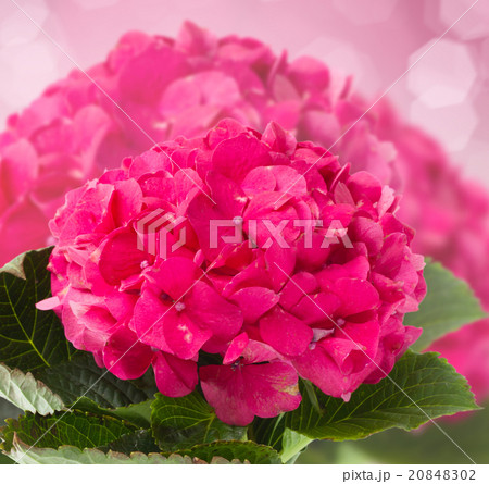 pink hortensia flowers close up pink hortensia flowers close up 20848302