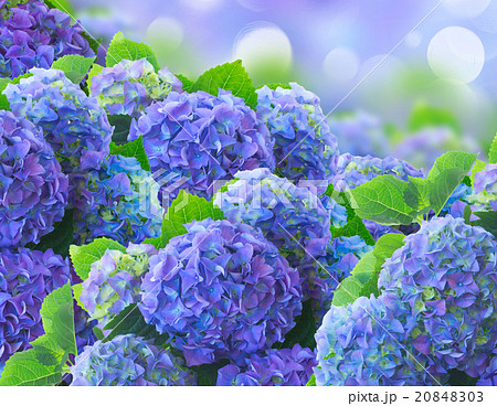 blue hortensia flowers 20848303