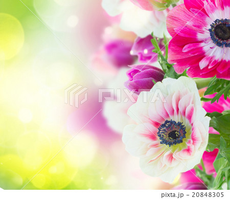 anemone flowers  20848305