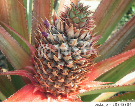 pineapple tree 20848384