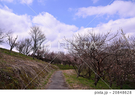高原の梅 高原の梅 20848628
