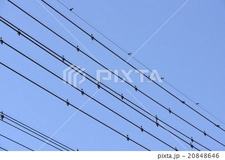電線の鳥よけの写真素材