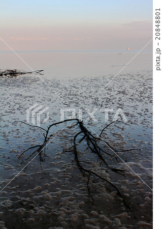 Morning beach in Okinawa 20848801