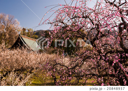 小田原の梅 20848937
