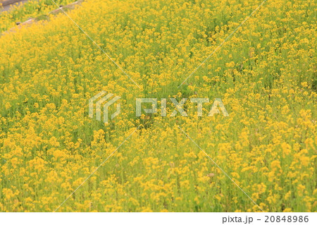 千葉の菜の花畑の画像（写真） 20848986