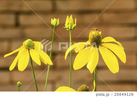 Yellow Coneflower Yellow Coneflower 20849126