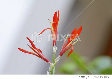Flowers 20849165