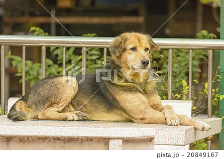 Dog 20849167