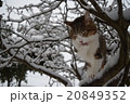 雪の積もった木の上で毛づくろいする猫 20849352