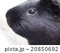 モルモット（あらかわ遊園） 20850692