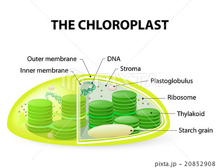 Chloroplast 20852908