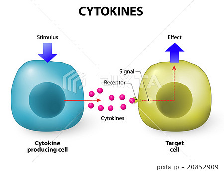 Properties of Cytokines 20852909