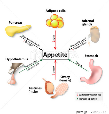Hormones And Appetite Hormones And Appetite 20852976