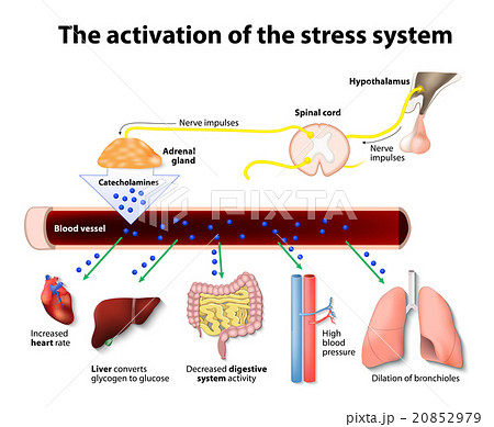 Activation of the stress system 20852979