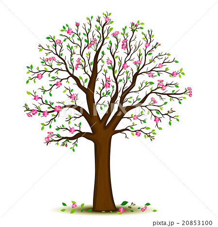 Spring blossoming tree 20853100